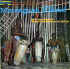 musique d'haiti musique haitienne, haitian music, compas, konpa, mizik, issa el saeh, la belle creole, 