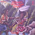 musique d'haiti musique haitienne, haitian music, compas, konpa, mizik, orchestre tropicana d'haïti, marc records,